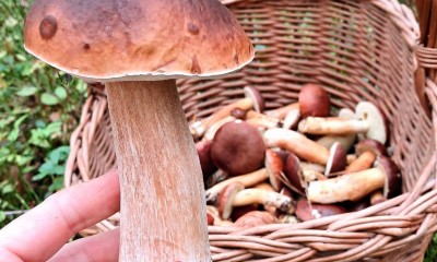 Grzybobranie z GOKSiR Lubomia! 